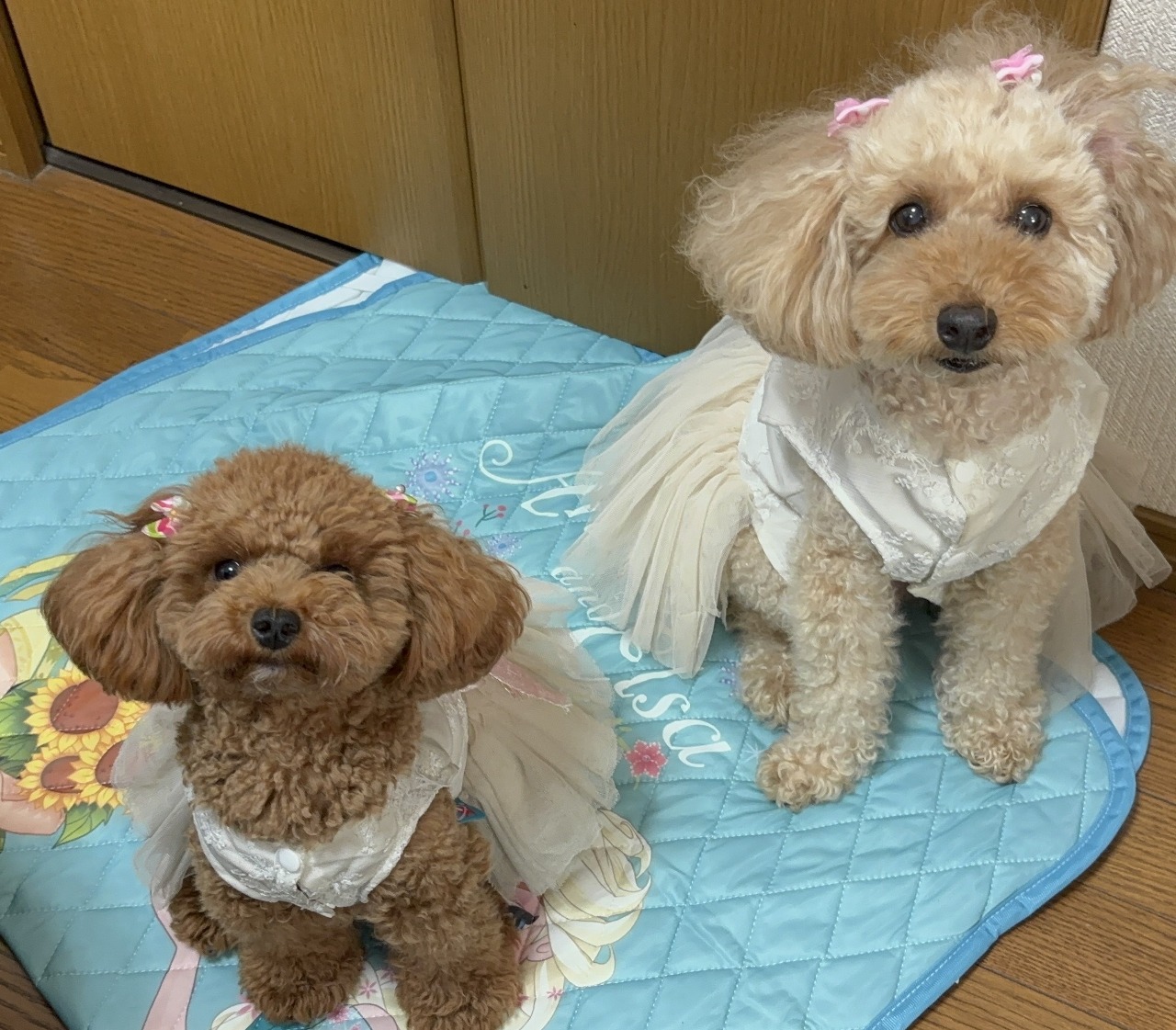看板犬のイヴとラヴ